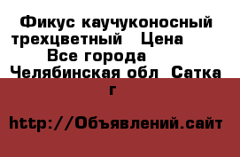 Фикус каучуконосный трехцветный › Цена ­ 500 - Все города  »    . Челябинская обл.,Сатка г.